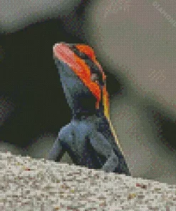 Orange Agama Diamond Paintings