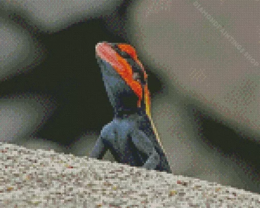 Orange Agama Diamond Paintings