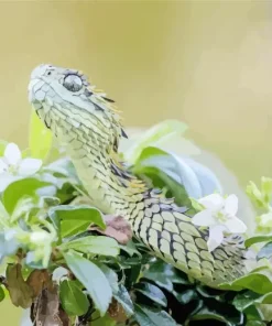 african bush viper Diamond Paintings