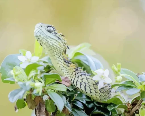 african bush viper Diamond Paintings