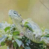 african bush viper Diamond Paintings