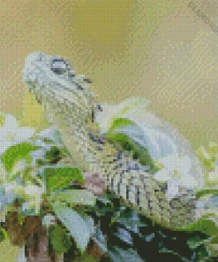 african bush viper Diamond Paintings