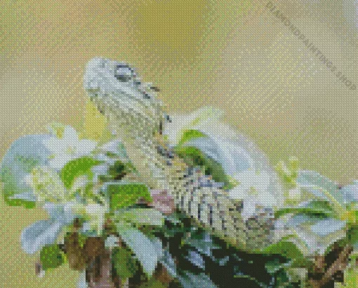african bush viper Diamond Paintings