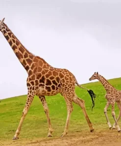 baby and mom giraffe Diamond Paintings