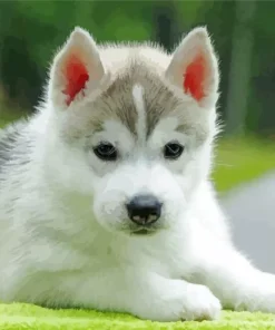 baby husky Diamond Paintings