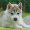 baby husky Diamond Paintings