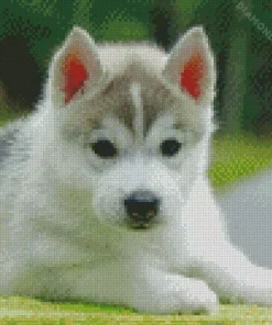 baby husky Diamond Paintings