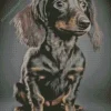 black wiener dog long hair dog Diamond With Numbers