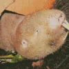 blesmol rodent Diamond Paintings