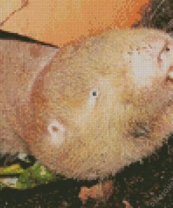 blesmol rodent Diamond Paintings