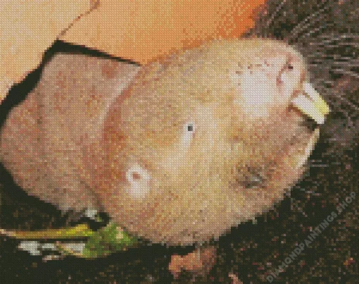 blesmol rodent Diamond Paintings