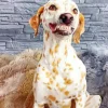 blond dalmatian dog Diamond Paintings