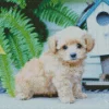 blond morkie puppy Diamond Dotz