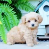 blond morkie puppy Diamond Dotz