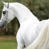 blonde arabian horse Diamond Paintings