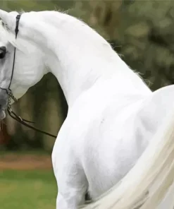 blonde arabian horse Diamond Paintings