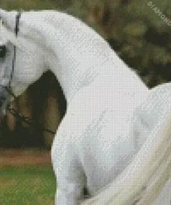 blonde arabian horse Diamond Paintings