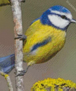 eurasian blue bird Diamond Paintings