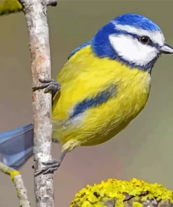 eurasian blue bird Diamond Paintings