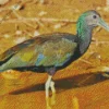 green ibis Diamond Paintings