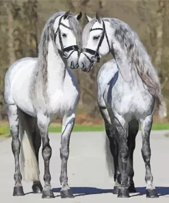 grey friesian horses Diamond Paintings