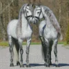 grey friesian horses Diamond Paintings