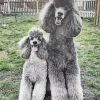 grey poodles dogs Diamond Paintings