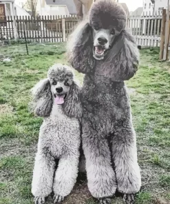 grey poodles dogs Diamond Paintings