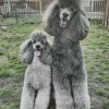 grey poodles dogs Diamond Paintings