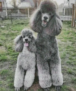 grey poodles dogs Diamond Paintings