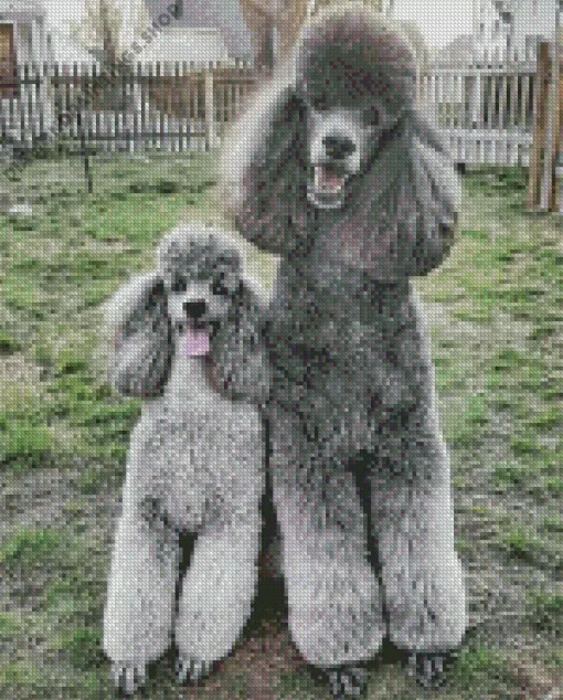 grey poodles dogs Diamond Paintings
