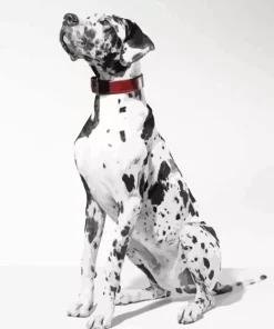 grey speckled great dane dog Diamond Paintings