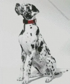grey speckled great dane dog Diamond Paintings