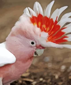 pink parrot Diamond Paintings