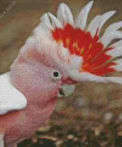 pink parrot Diamond Paintings