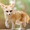 Wild blond fox Diamond Paintings
