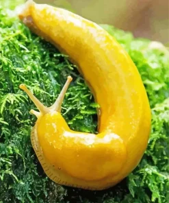 banana slug Diamond Dotz