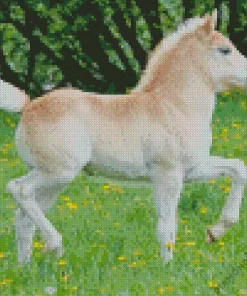 blonde pony Diamond With Numbers