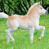 blonde pony Diamond With Numbers