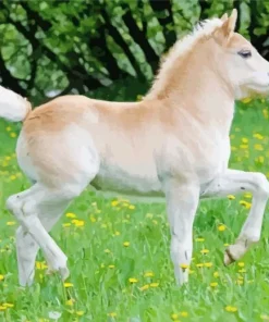 blonde pony Diamond With Numbers