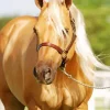 blonde stallion Diamond Paints