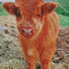 brown fluffy cow Diamond With Numbers