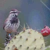 cactus wren Diamond With Numbers