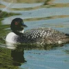 common loon Diamond With Numbers