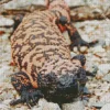 gila monster Diamond With Numbers