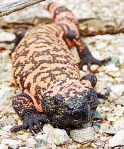 gila monster Diamond With Numbers