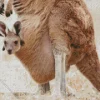 kangaroo in a pouch Diamond With Numbers