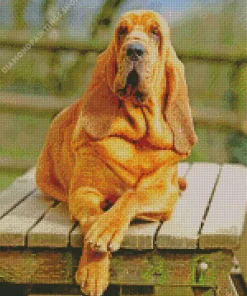 red bloodhound Diamond With Numbers