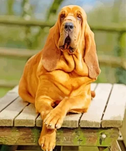 red bloodhound Diamond With Numbers