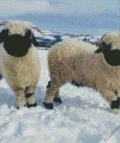 sheep in snow Diamond Paints